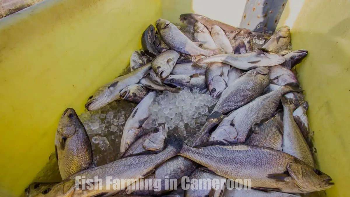 Fish Farming in Cameroon