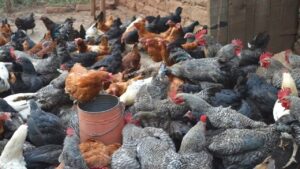 Start a Poultry Farming Business in Cameroon Invest In Poultry Farming In Cameroon?