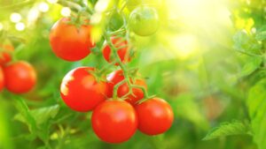 Plant and Grow Tomatoes in Cameroon
