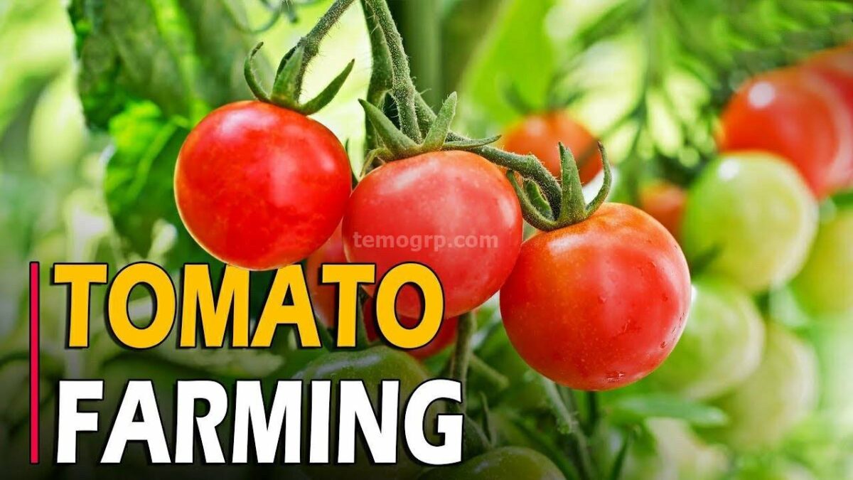 Start Tomato Farming in Cameroon