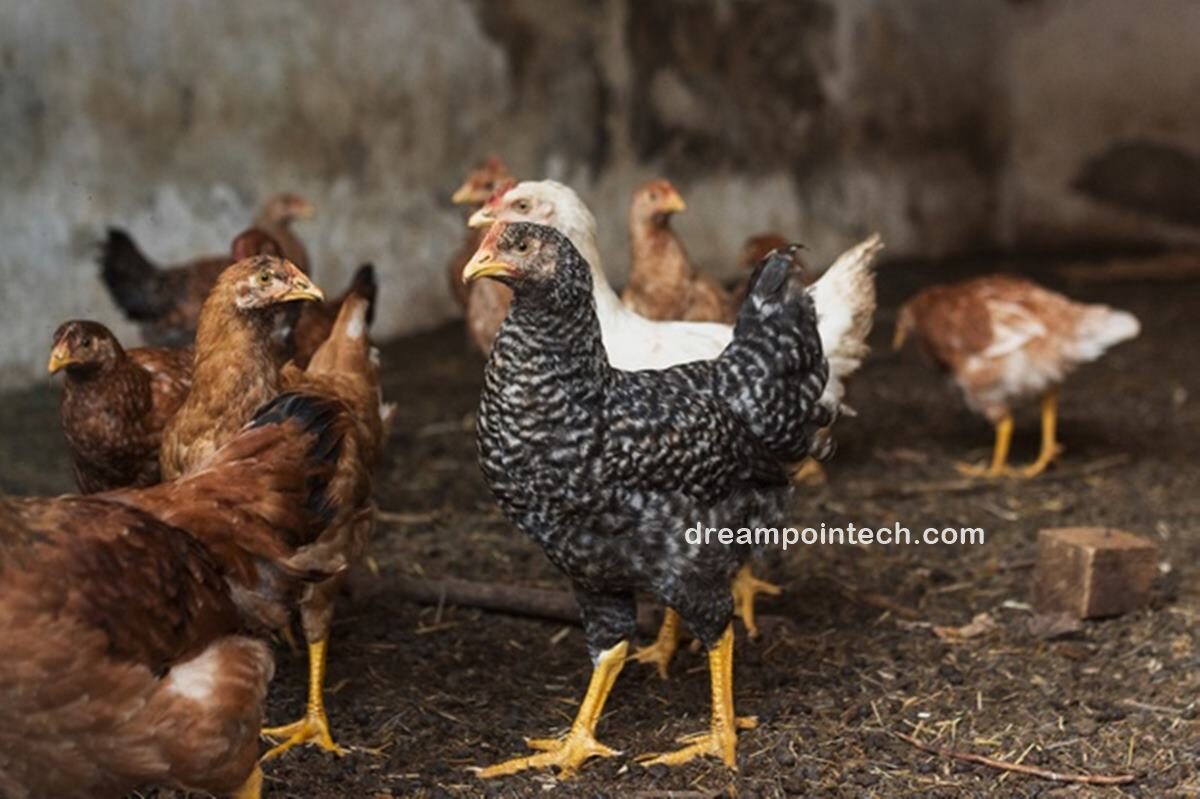 How To Start a Poultry Farming Business in Cameroon (Plan)