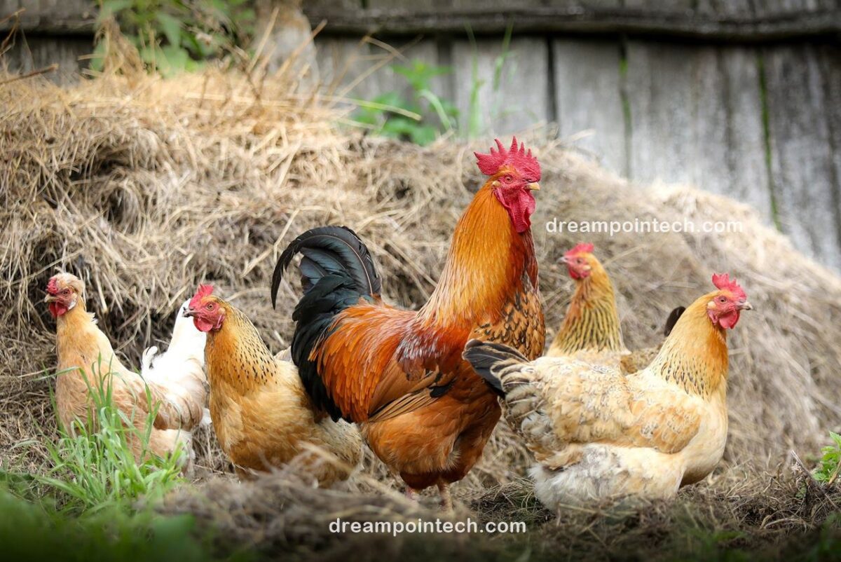 How To Start a Poultry Farming Business in Cameroon (Plan)