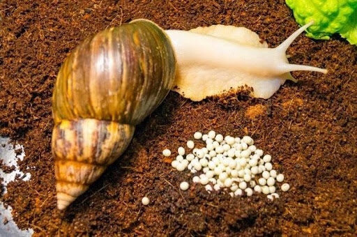 How to Start Snail Farming in Cameroon: Small Business Ideas