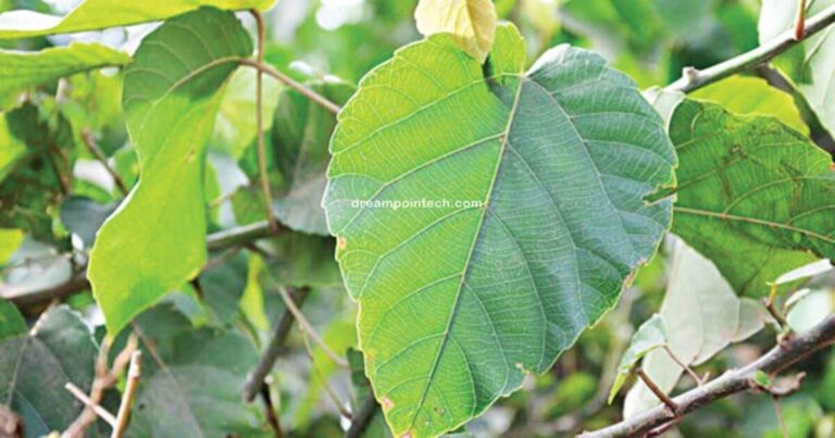 Health Benefits & Side Effects Of Djeka Leaves Or Ogyama