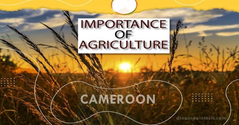 Importance of Agriculture in Cameroon (10 Advantages)